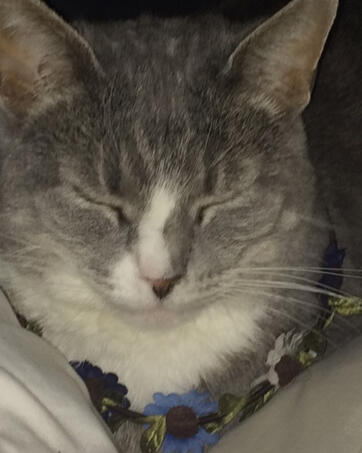 Angel Chloe (Adopted 12/21/14; passed 9/16/24): A very sassy girl, was my oldest pet at nearly a decade old.