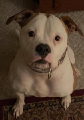 Willow Reagan (Adopted October 2020): She's a TERROR wanted in all 50 states for her crimes.