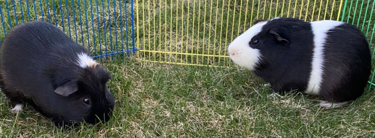 Milo Dean and Richie Hopper (LTR; March 2020-September 18th, 2024 and August 13th, 2020-December 13th, 2024): For such tiny creatures they had a lot of attitude. Major gluttons too.