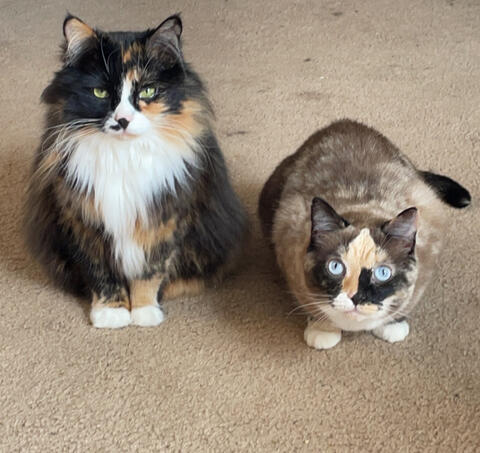 Missy Soleil & Kitty Luna (Adopted January 2018 and November 2017): (LTR) These were actually my nana’s cats before she lost her battle with cancer in 2020. Both are very sweet but they’re also VERY cheeky